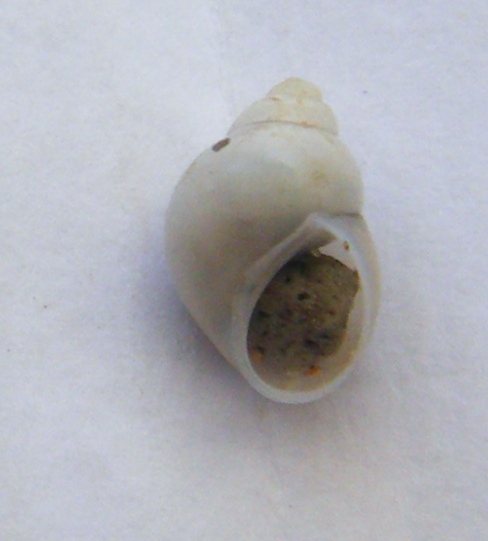 Gasteropode 6